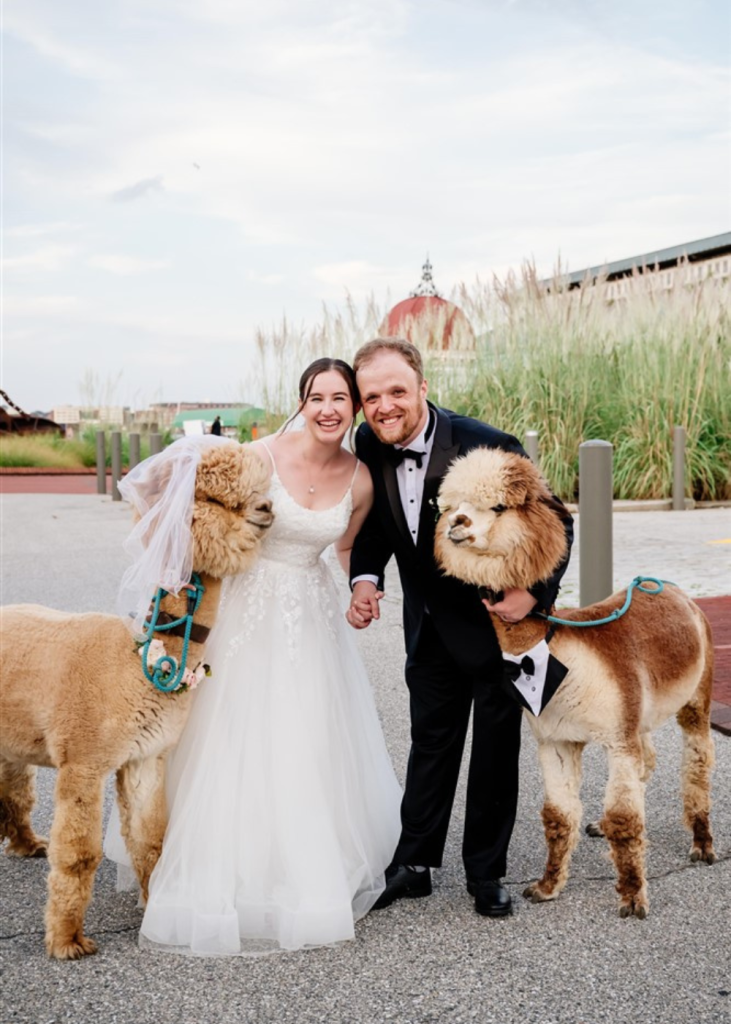 Bride and groom with two alpacas dressed as a bride and a groom outside the Baltimore Museum of Industry