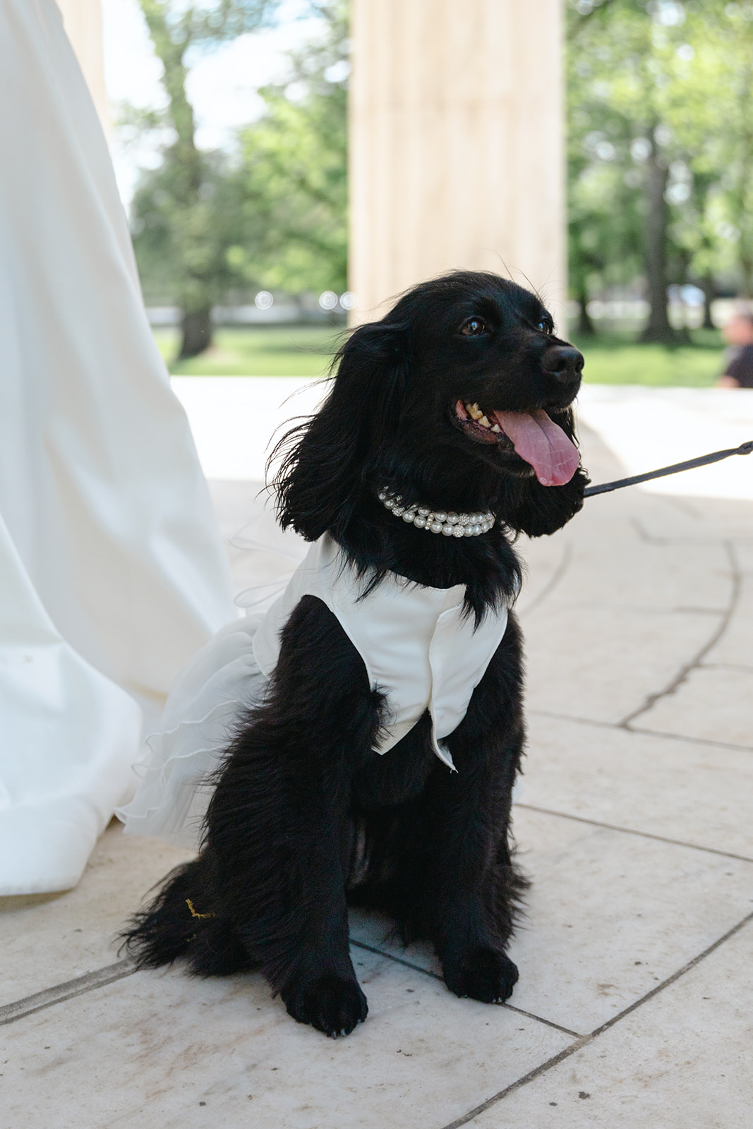 Close up of the wedding couples black dog dressed in a white dress wearing a pearl necklace
